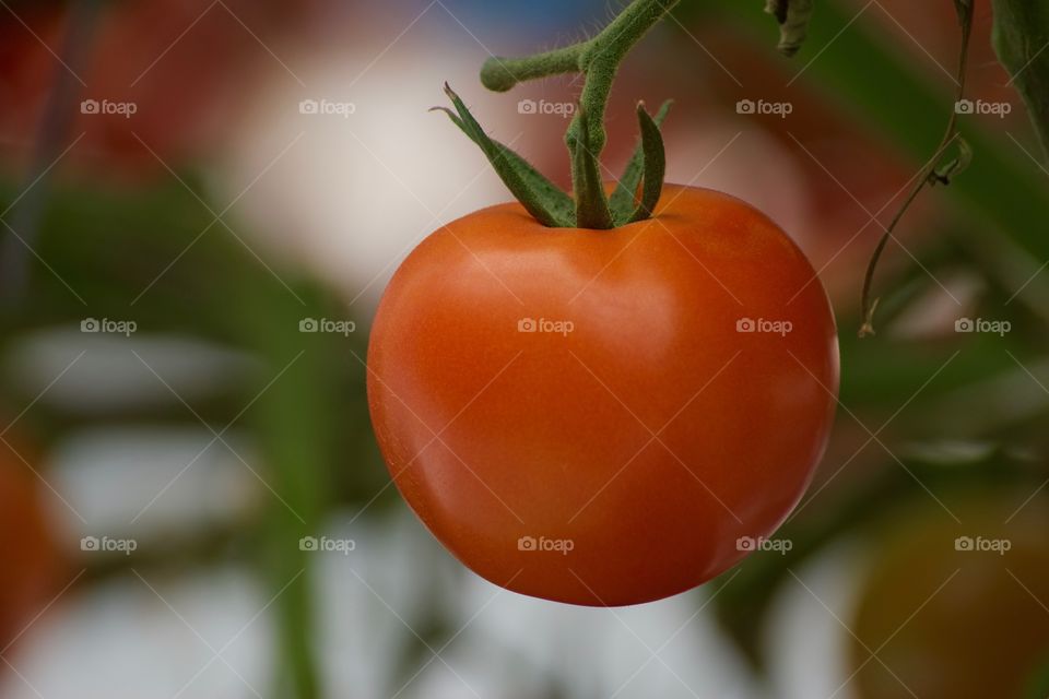 Lonely tomato 