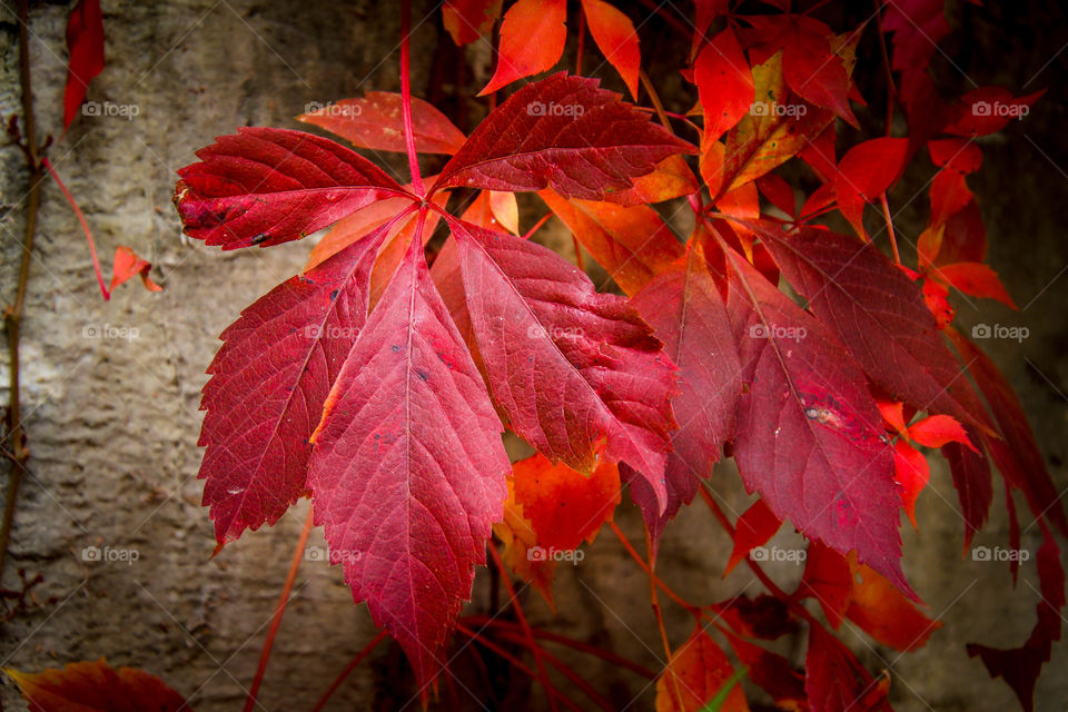 Red autumn leaves