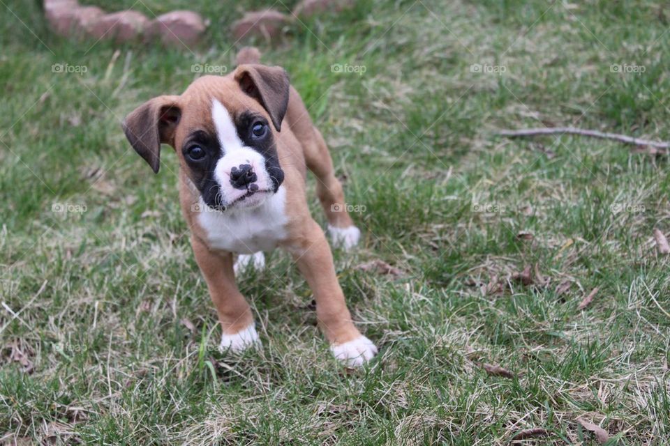 Boxer puppy