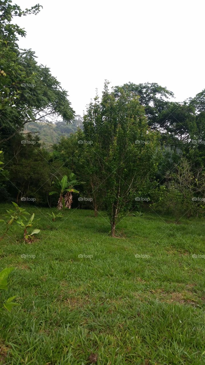 Trees in field