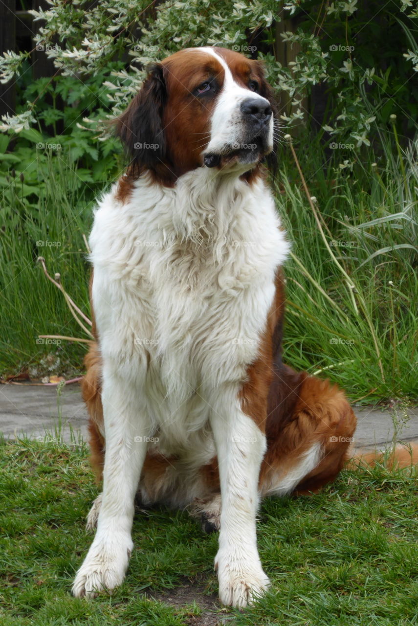 Bernese mountain dog mix 