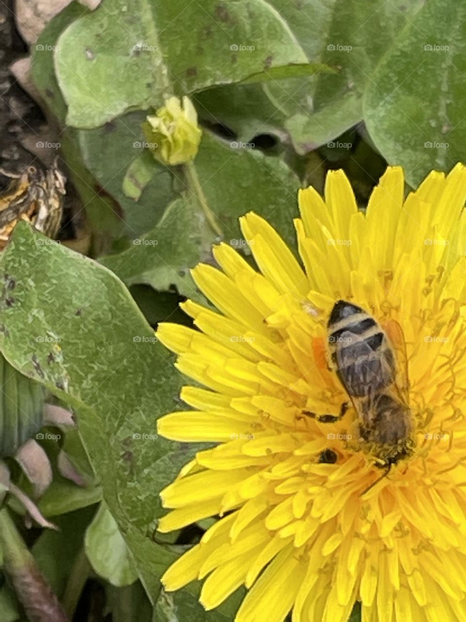 Honeybee on yellow flowers 