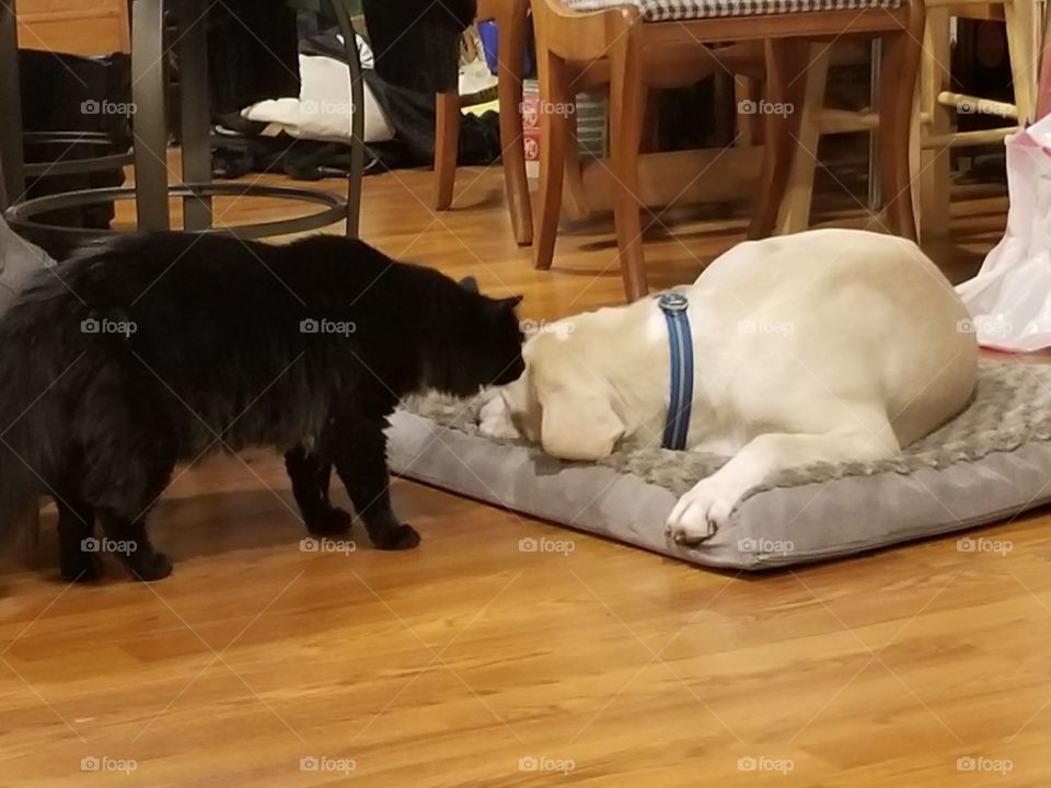 if I sniff will it wake