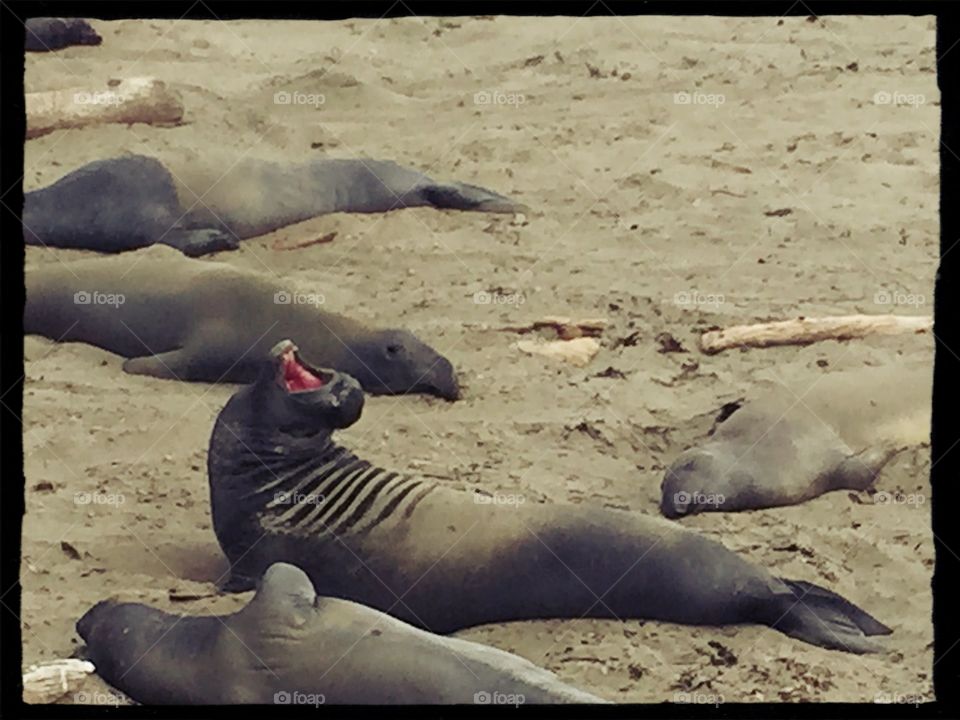 Speak. Make Elephant Seal making his voice heard