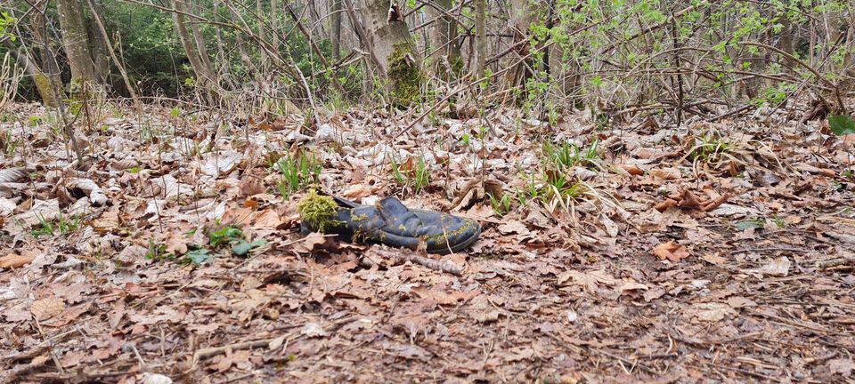 Schuh im Wald