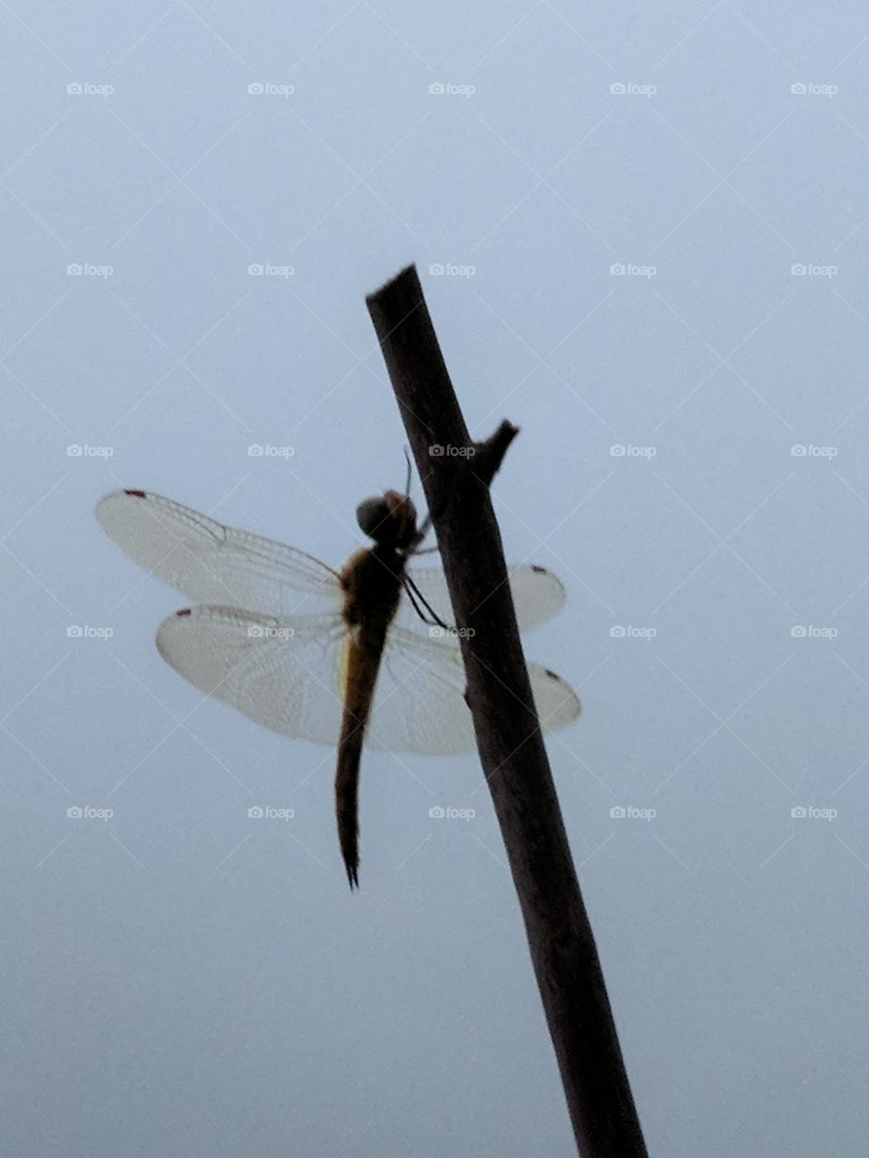 Cricket enjoying morning