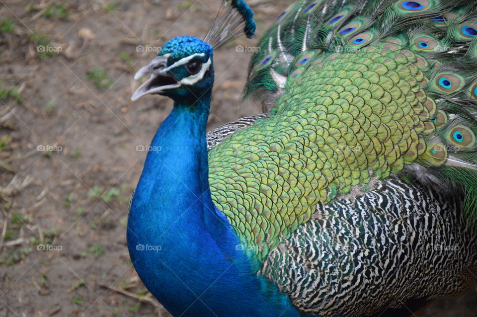 Peacock Squawk