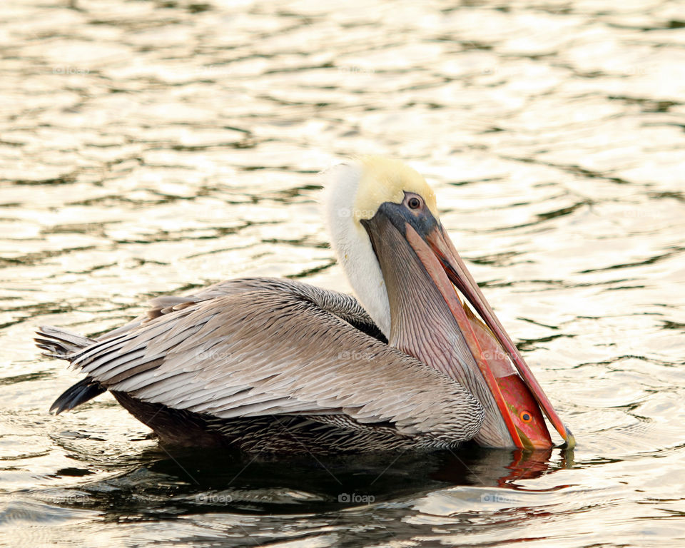 Pelican catches fish