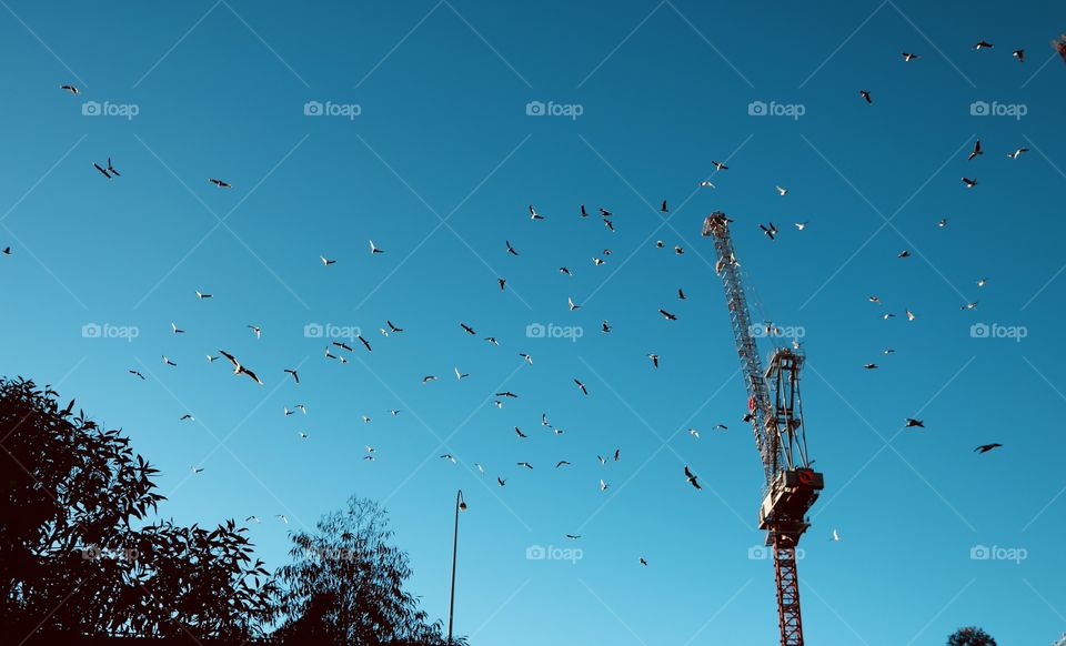 A group of Birds on the sky 
