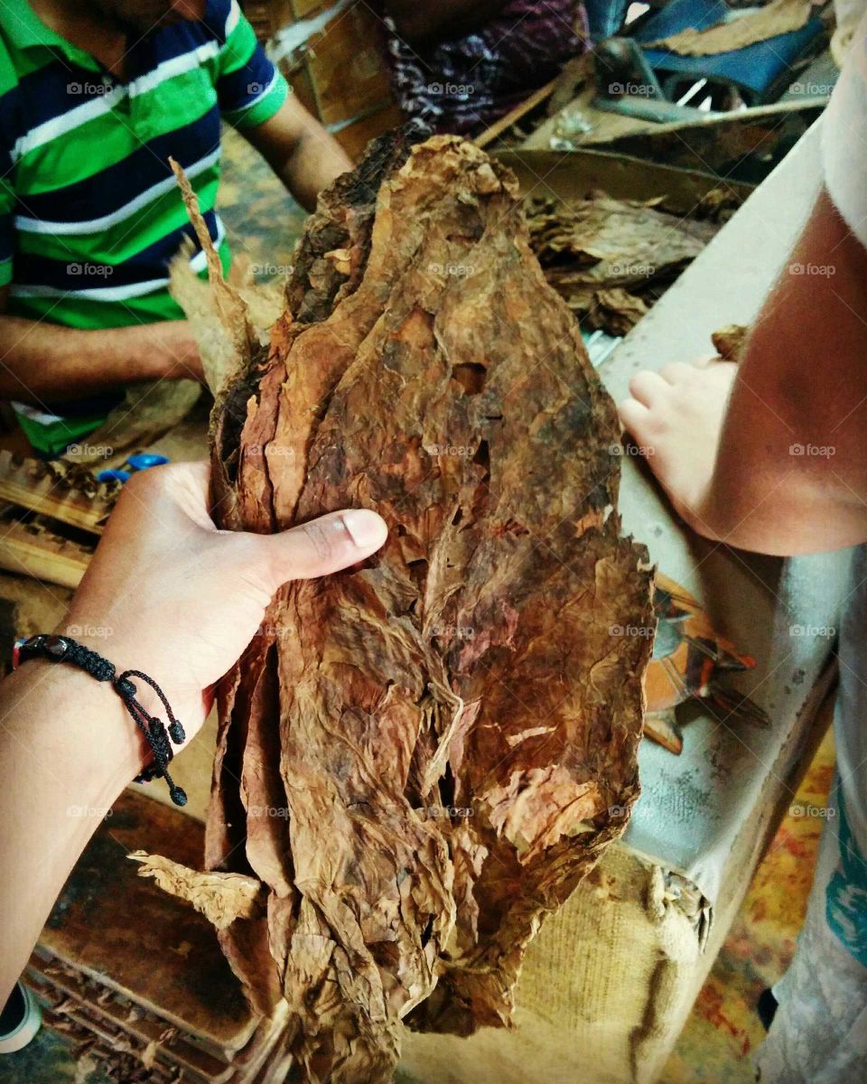 7 years old Tobacco in the Dominican Republic