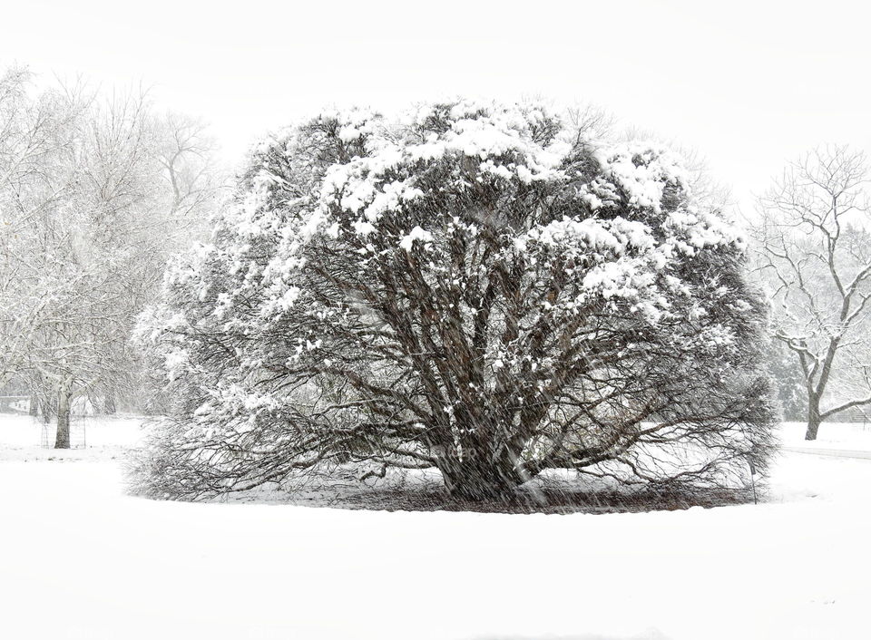 Tree in snow