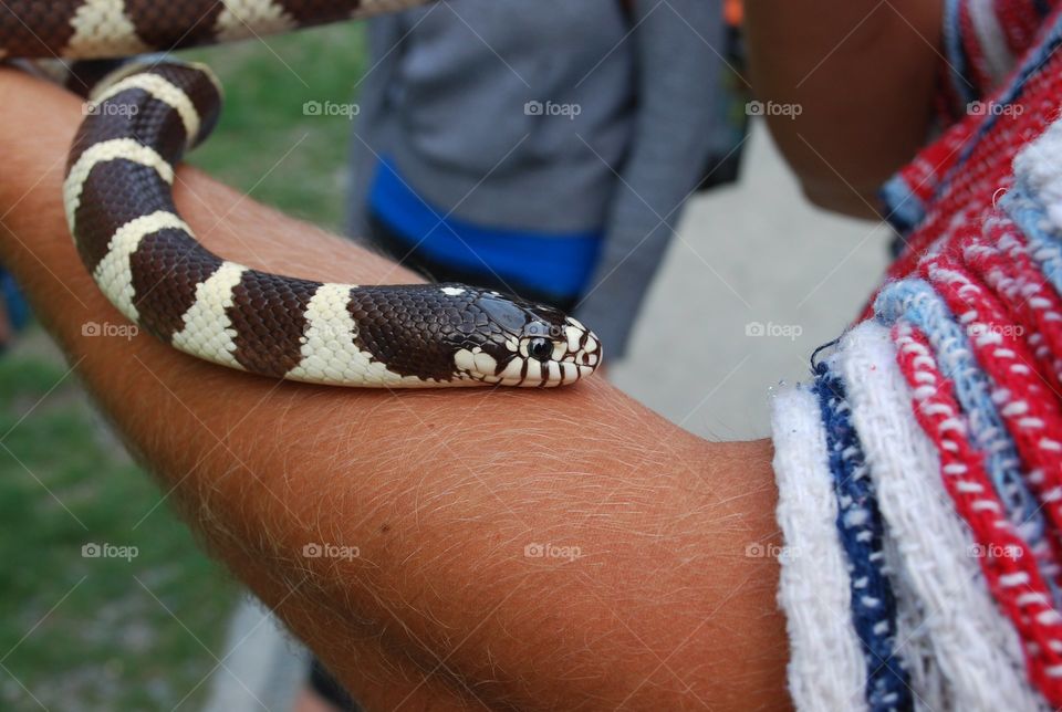Holding a Pet Snake