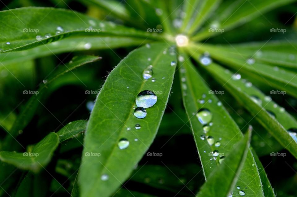 Macro Droplets