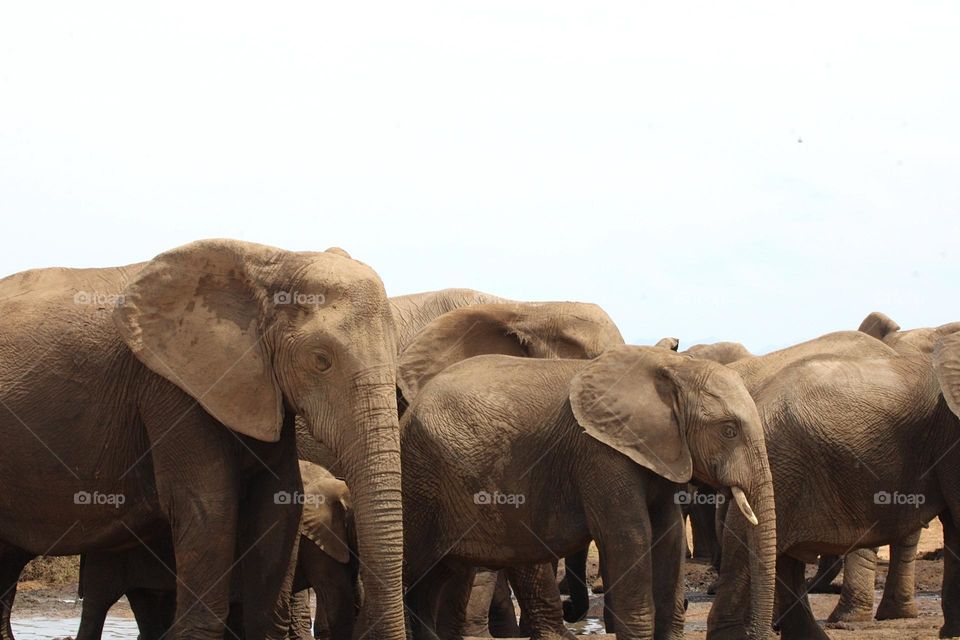 A herd of elephants in South Africa 