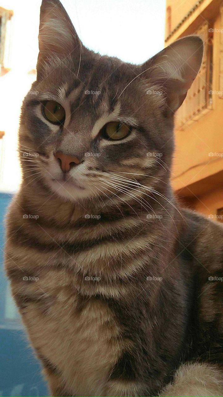 Beautiful grey cat looking at my camera.