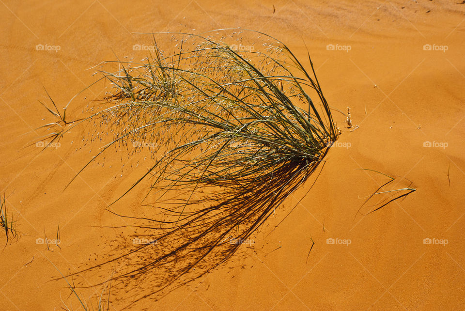 desert grass. grass growing from the  desert sand in Monument Valley, Utah