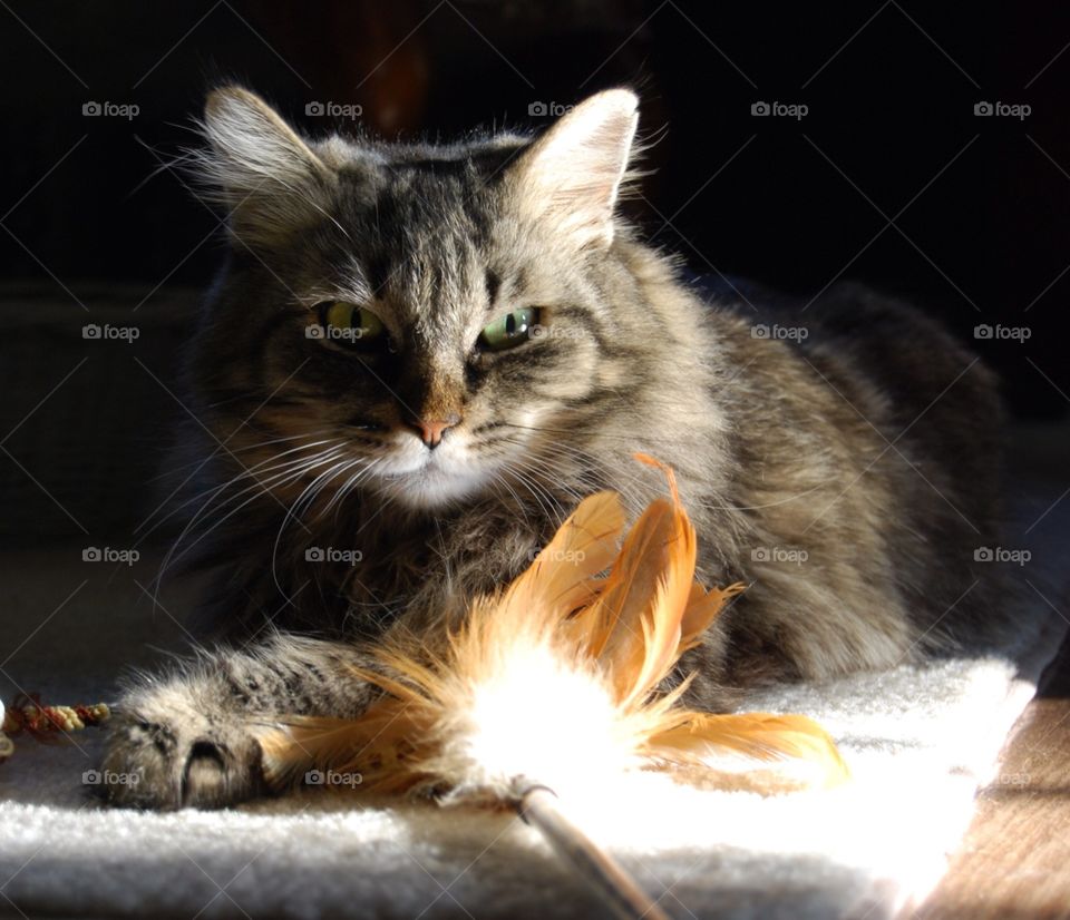 Tabby Cat Close up