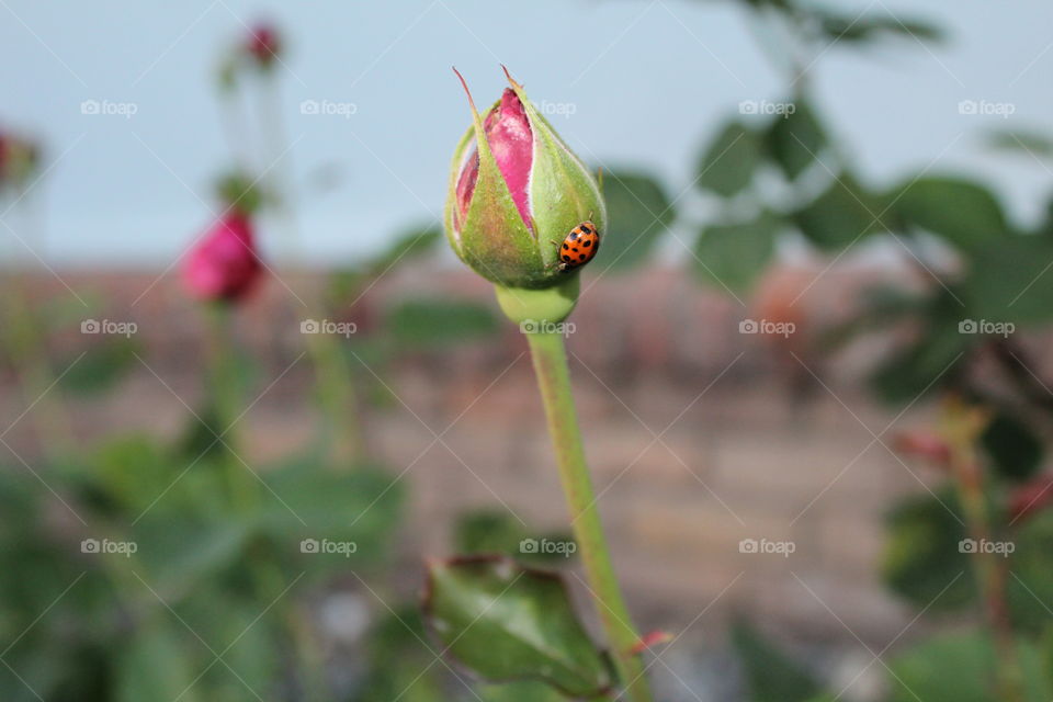 ladybird on a rosebud