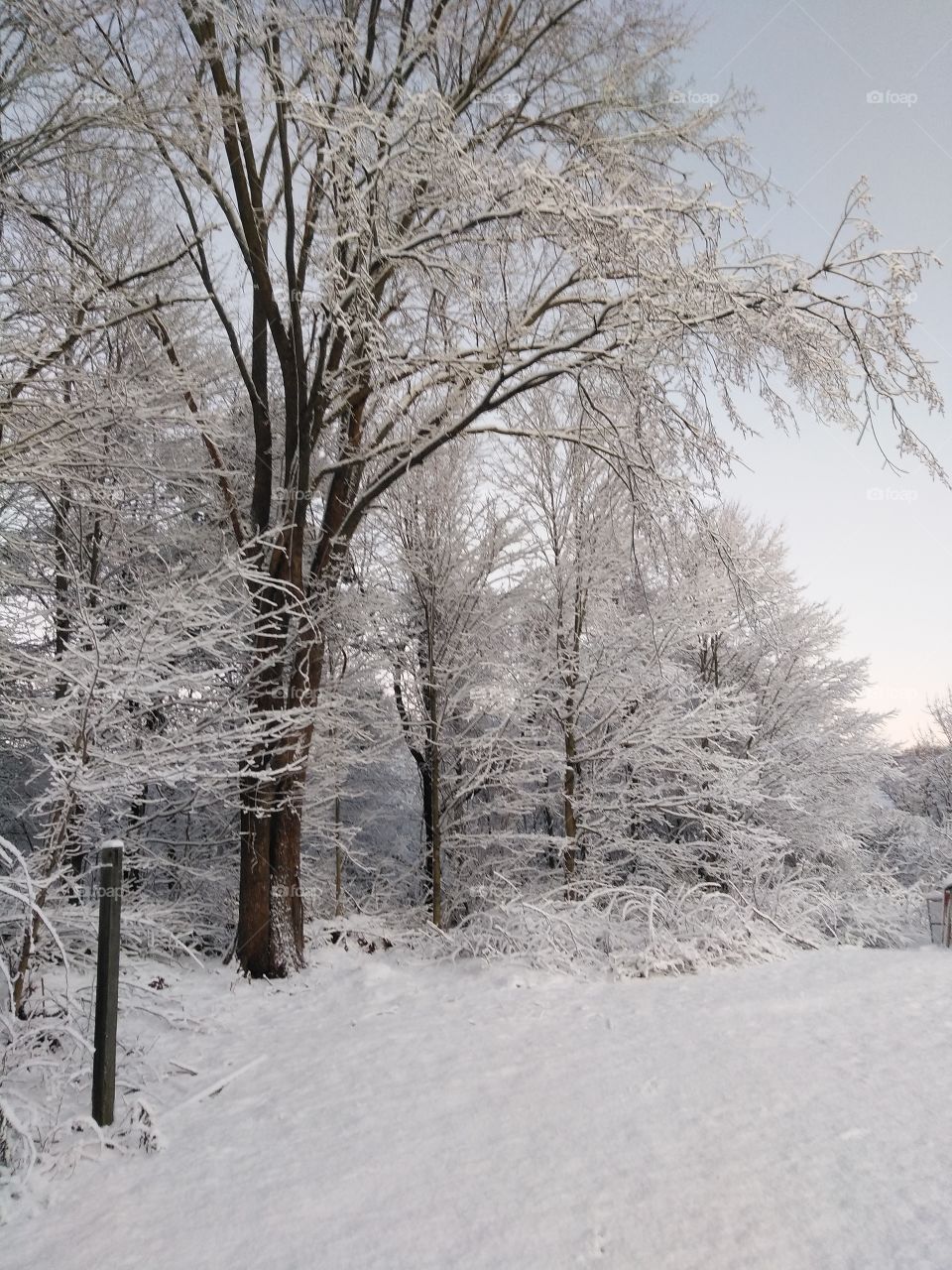 Snow trees