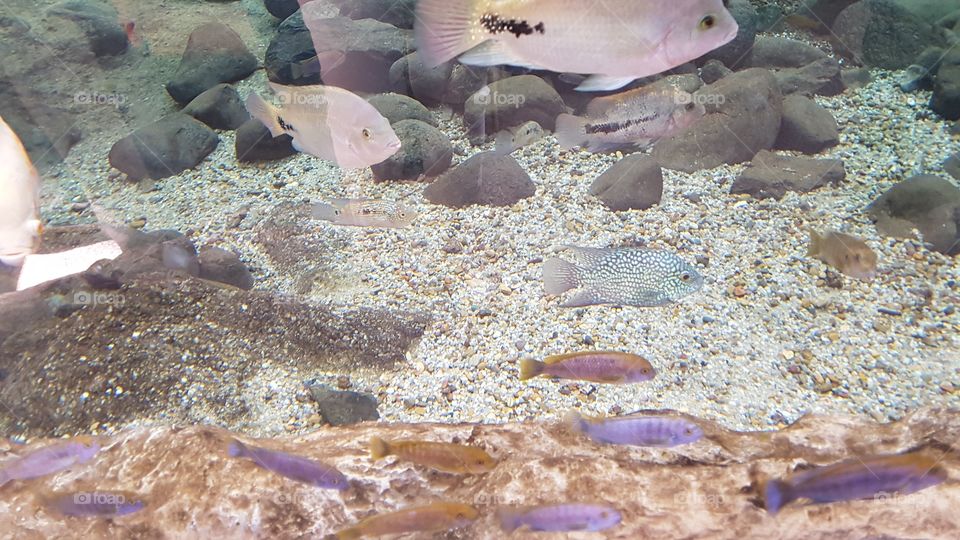 Fische unter Wasser