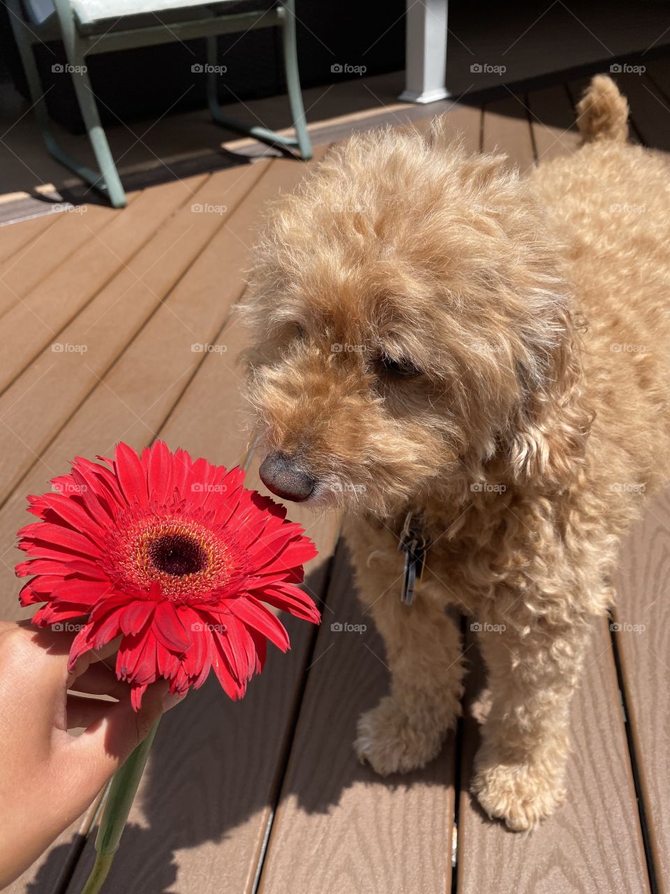 Happy Summer with a Puppy