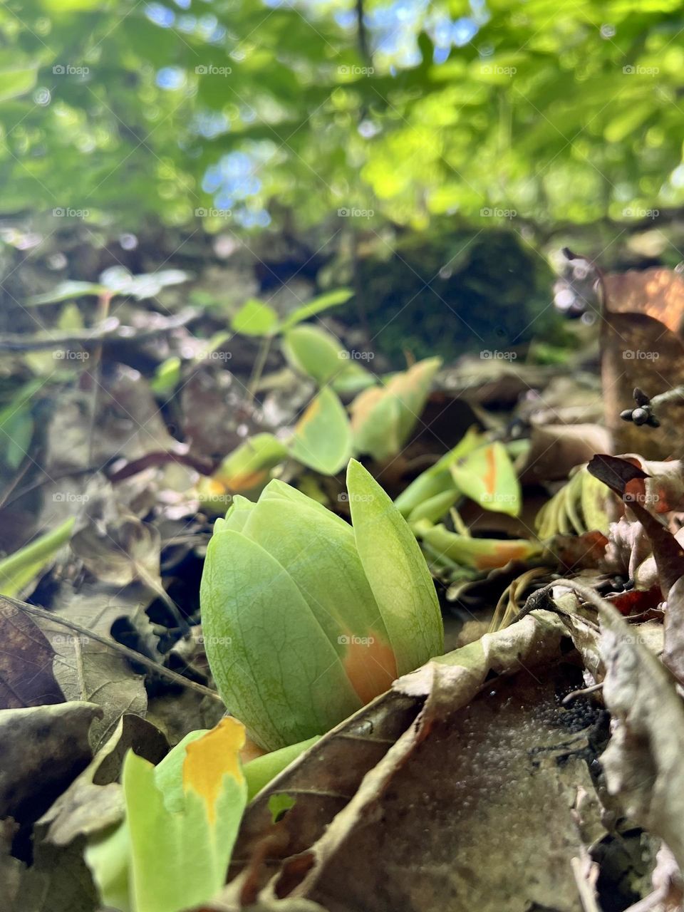 Closeup of fallen tulip poplar tree flower in spring, and unmistakable sign of the seasons 