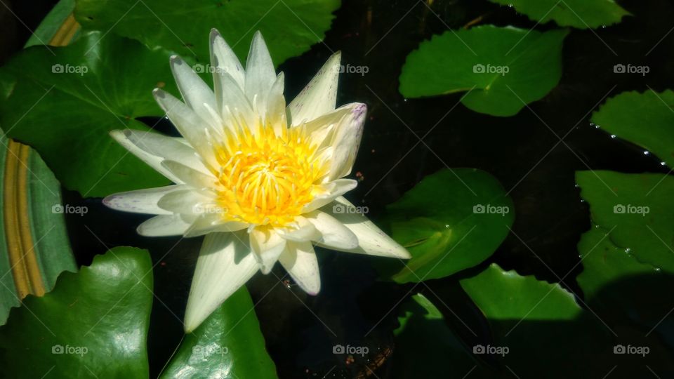 Beautiful white lotus flower in the backyard