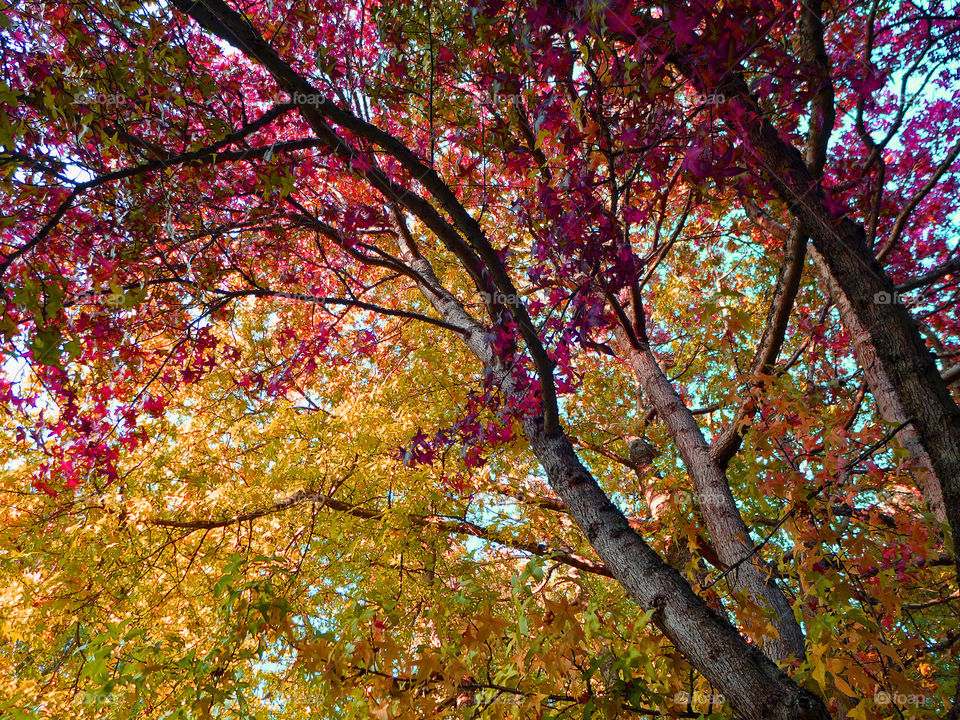 forest, autumn