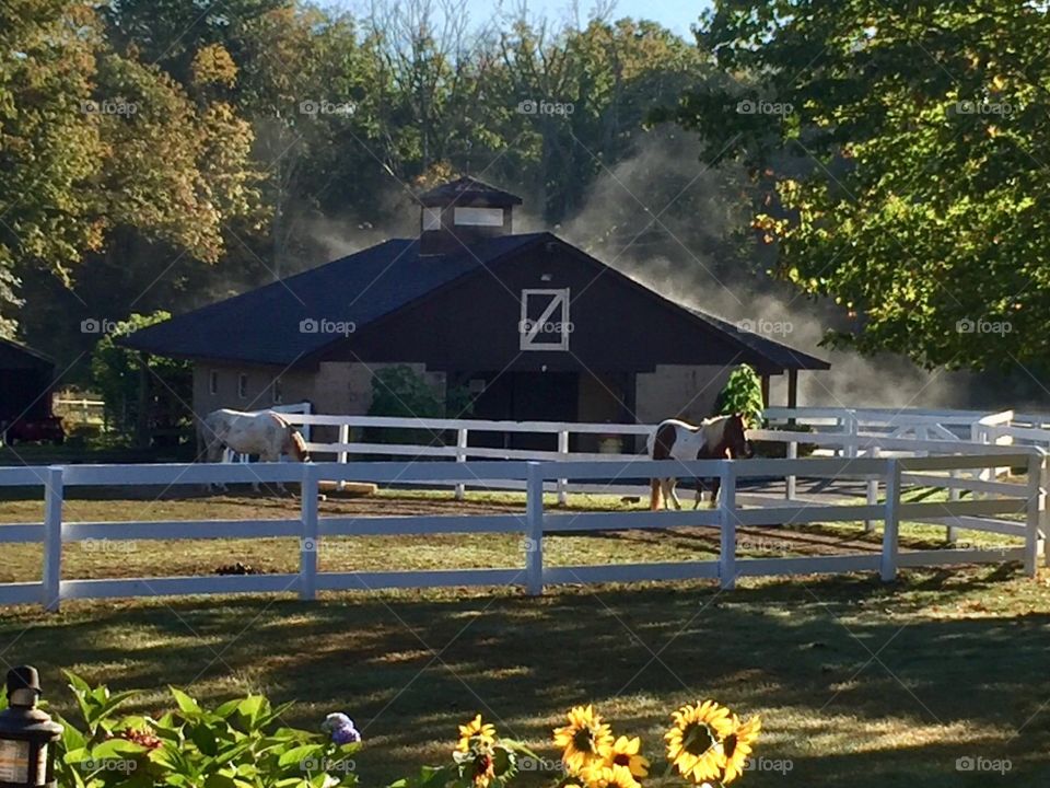 A Fall Morning on the Farm