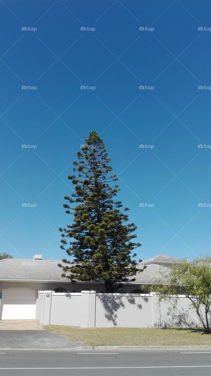 The tall tree against the big blue sky