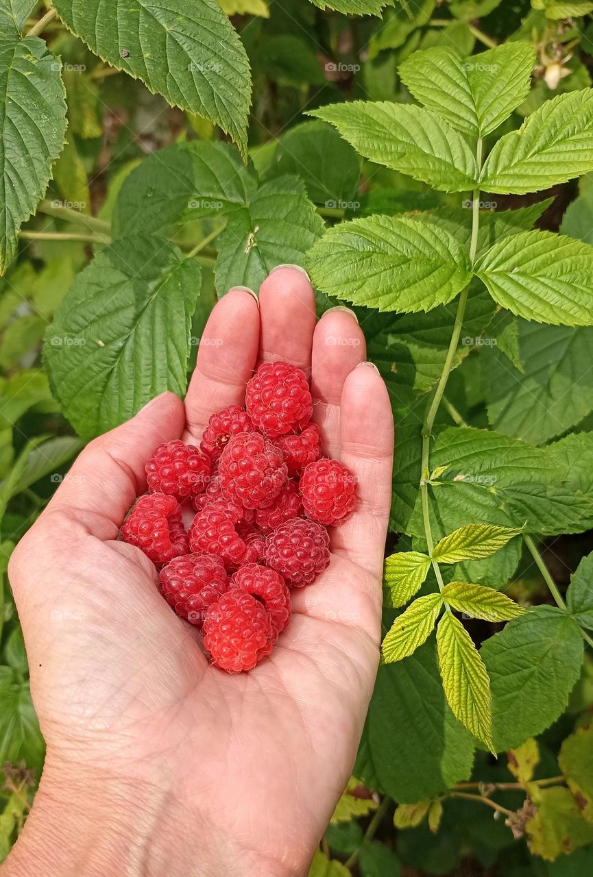 raspberries in the hand and green leaves in garden tasty summer food