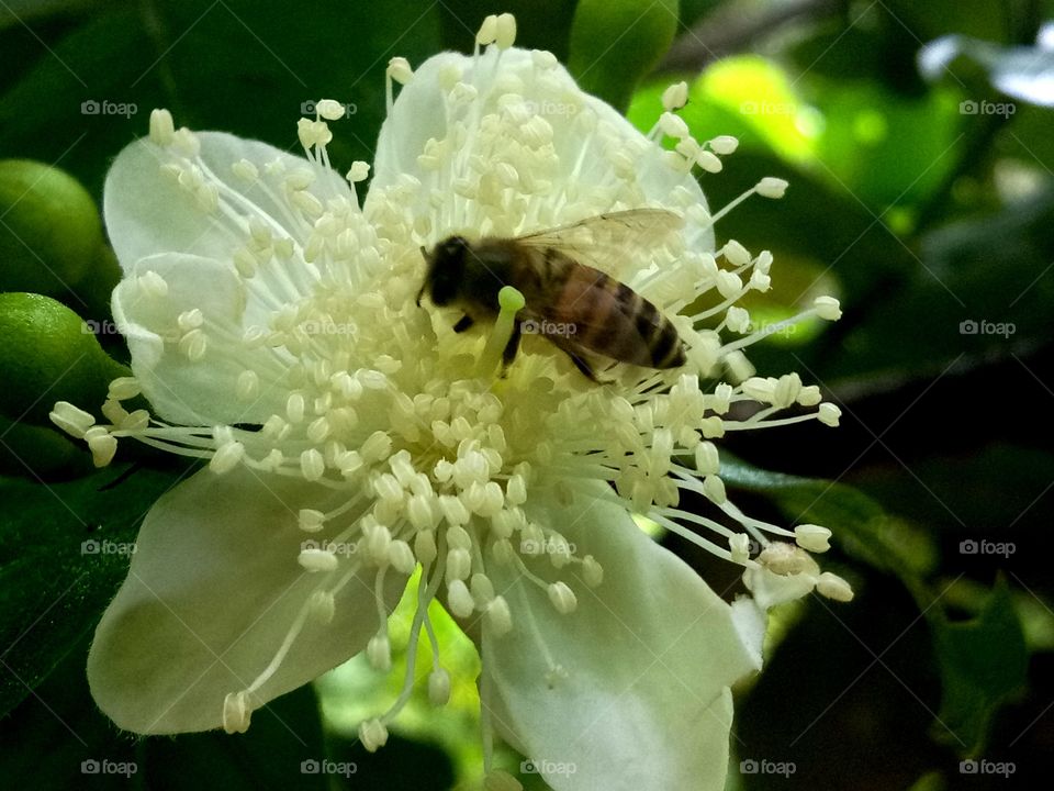 Honey bee