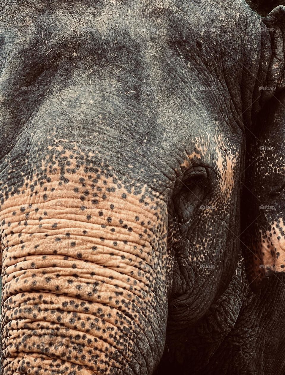 Elephant portrait. Macro shot. Big elephant. Eyes. 