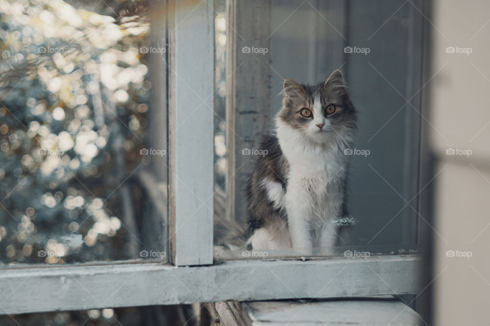 cat looks through the window glass