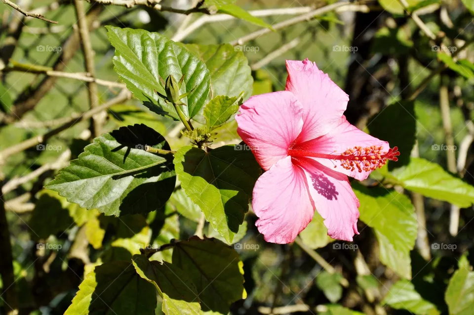 🌸