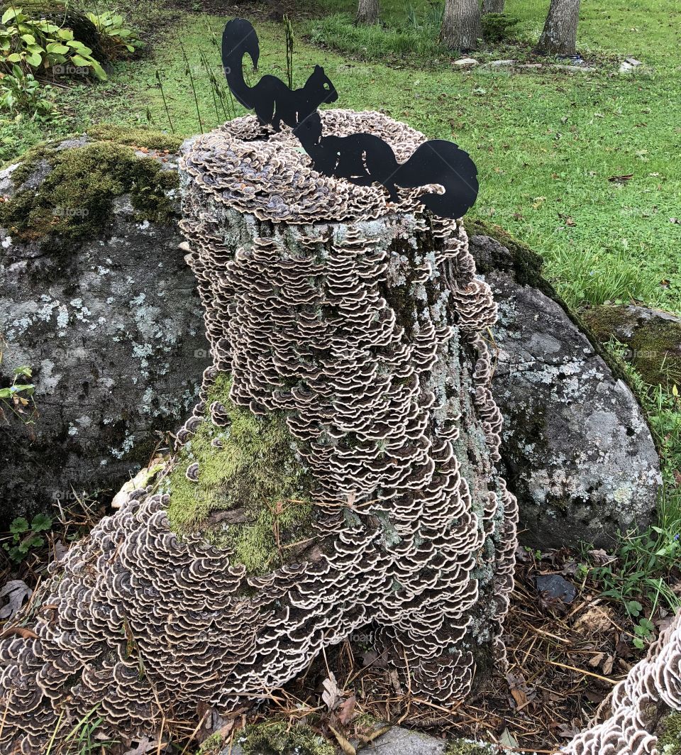 Tree stump with fungus 