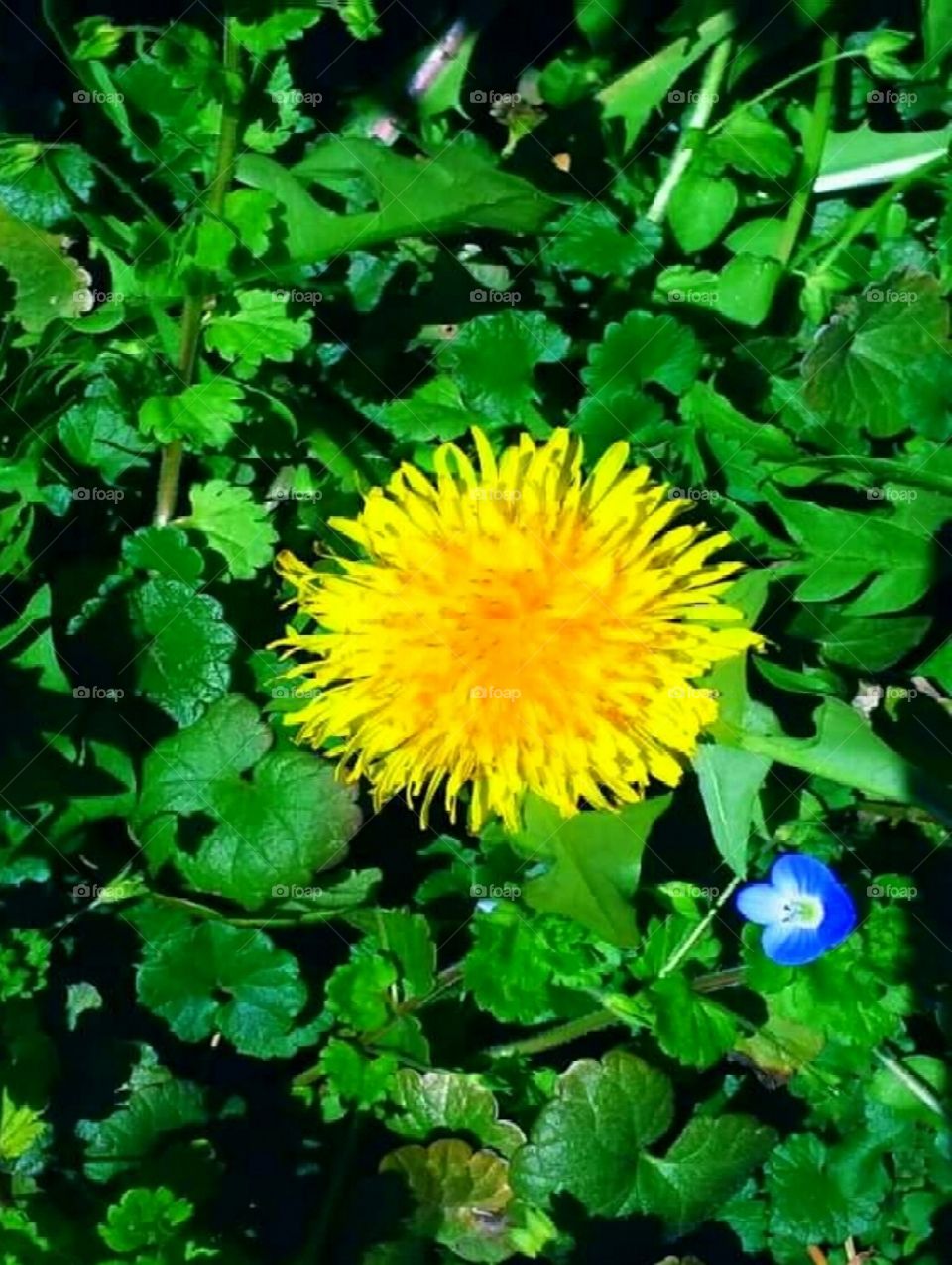 Flower of spring