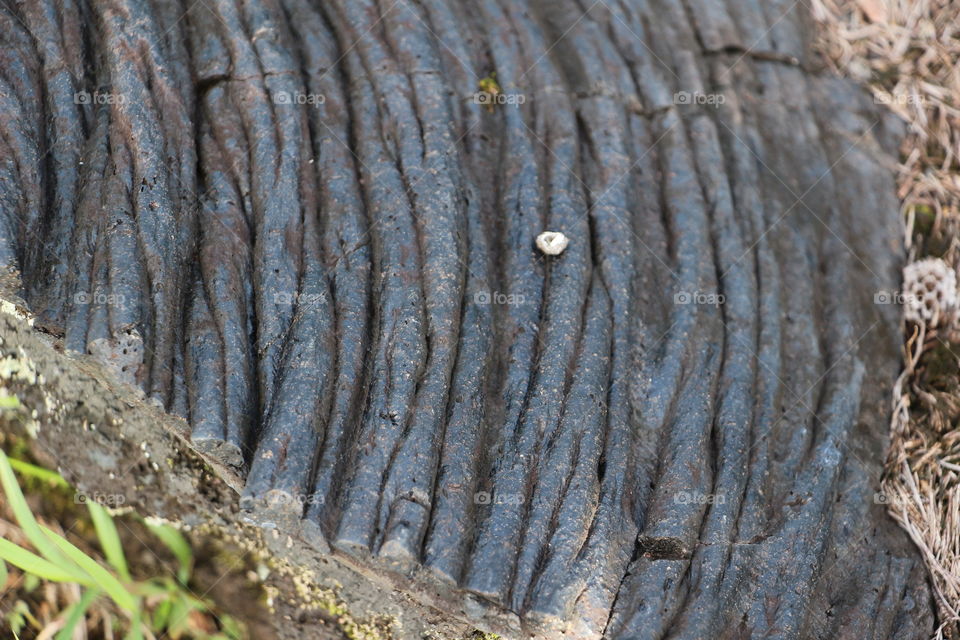 Dried lava 