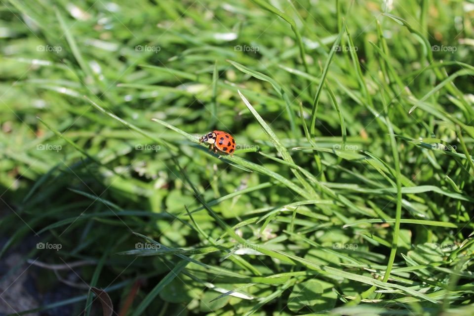 Little Ladybug 