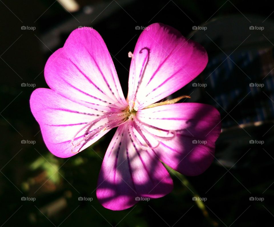 Pink flower