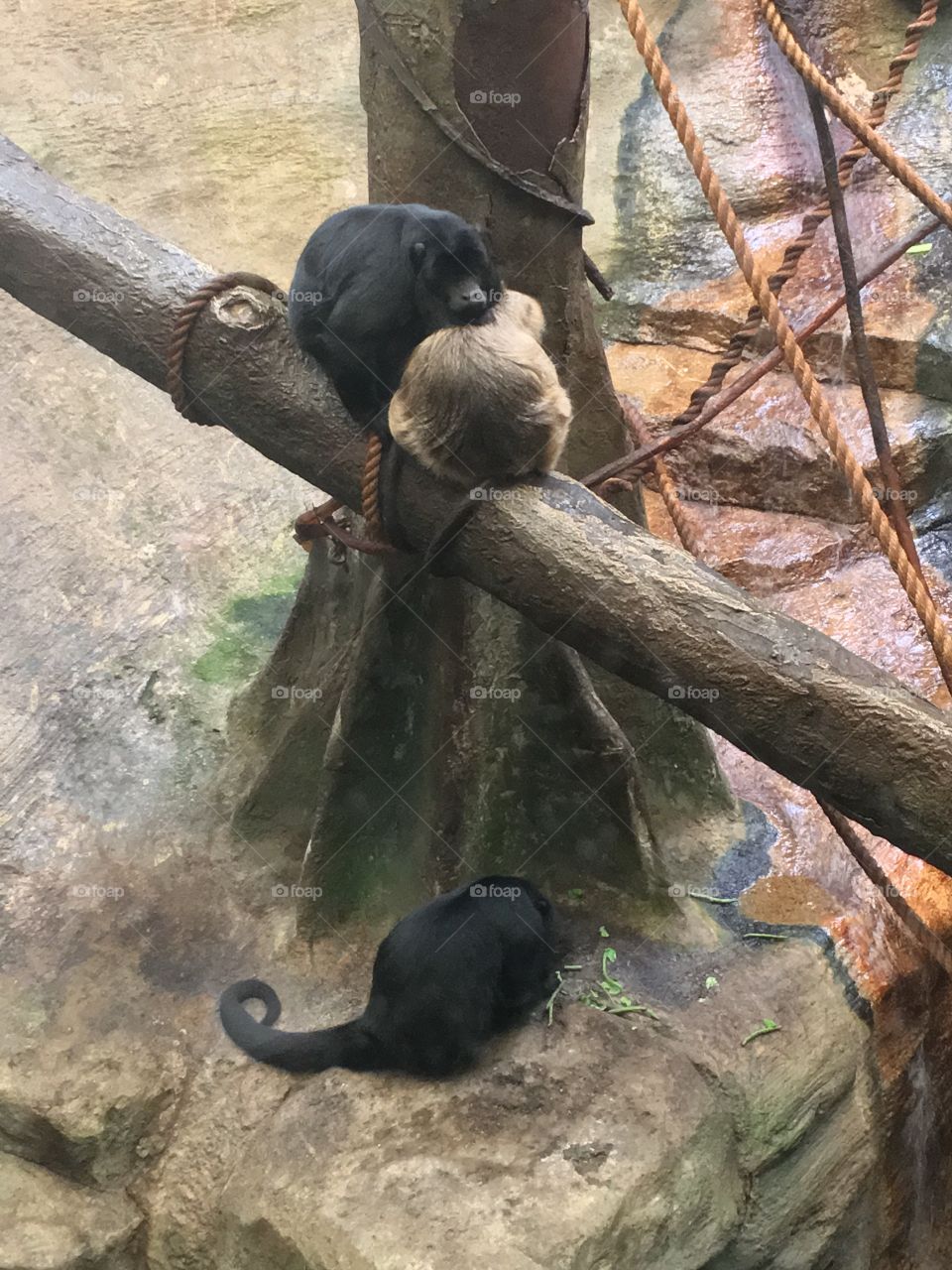 Pittsburgh Zoo 
