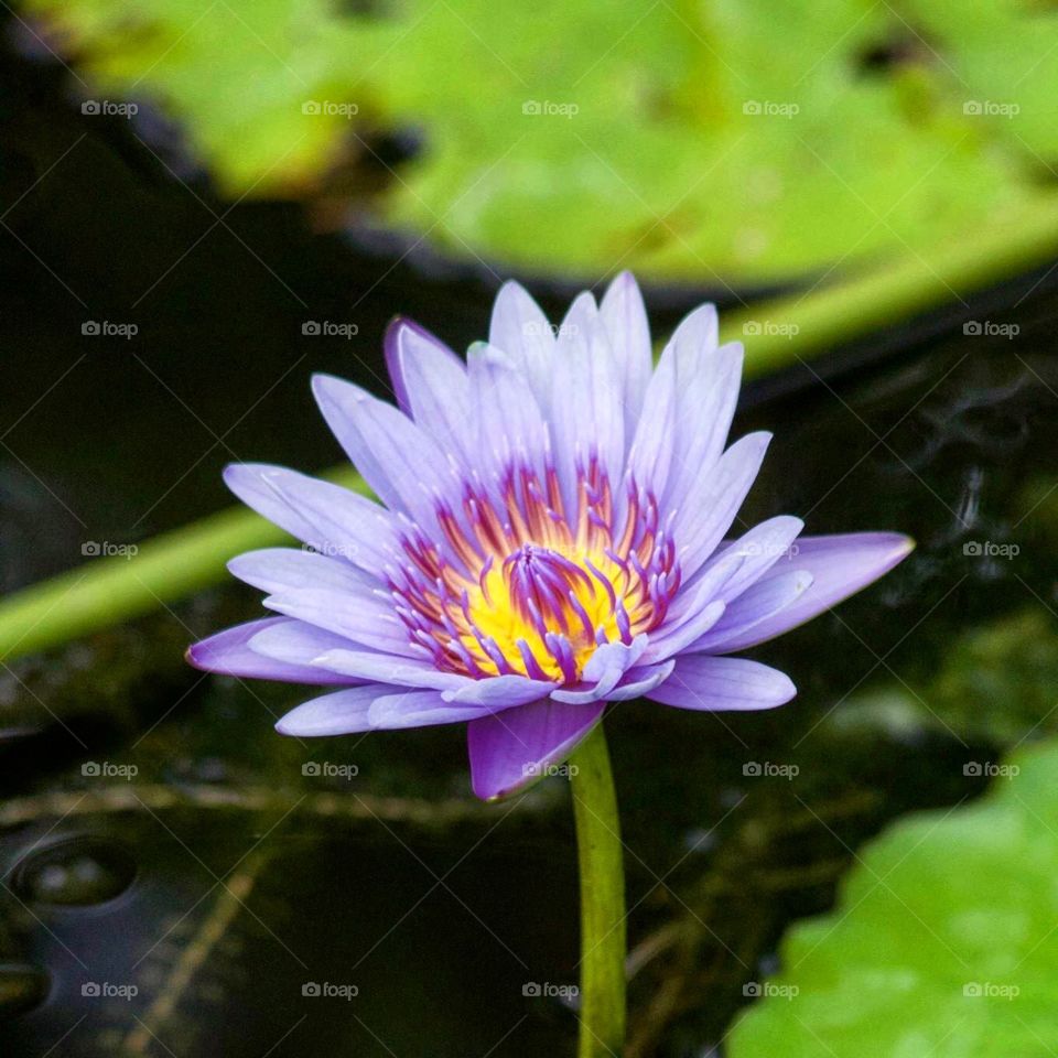 Lavender Lotus Flower
