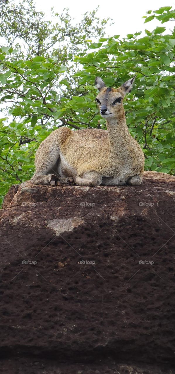 Klipspringer "Rockjumper"