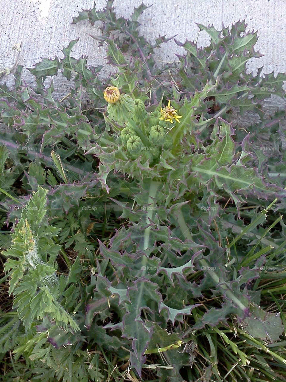 A strange ugly scary-looking weed.