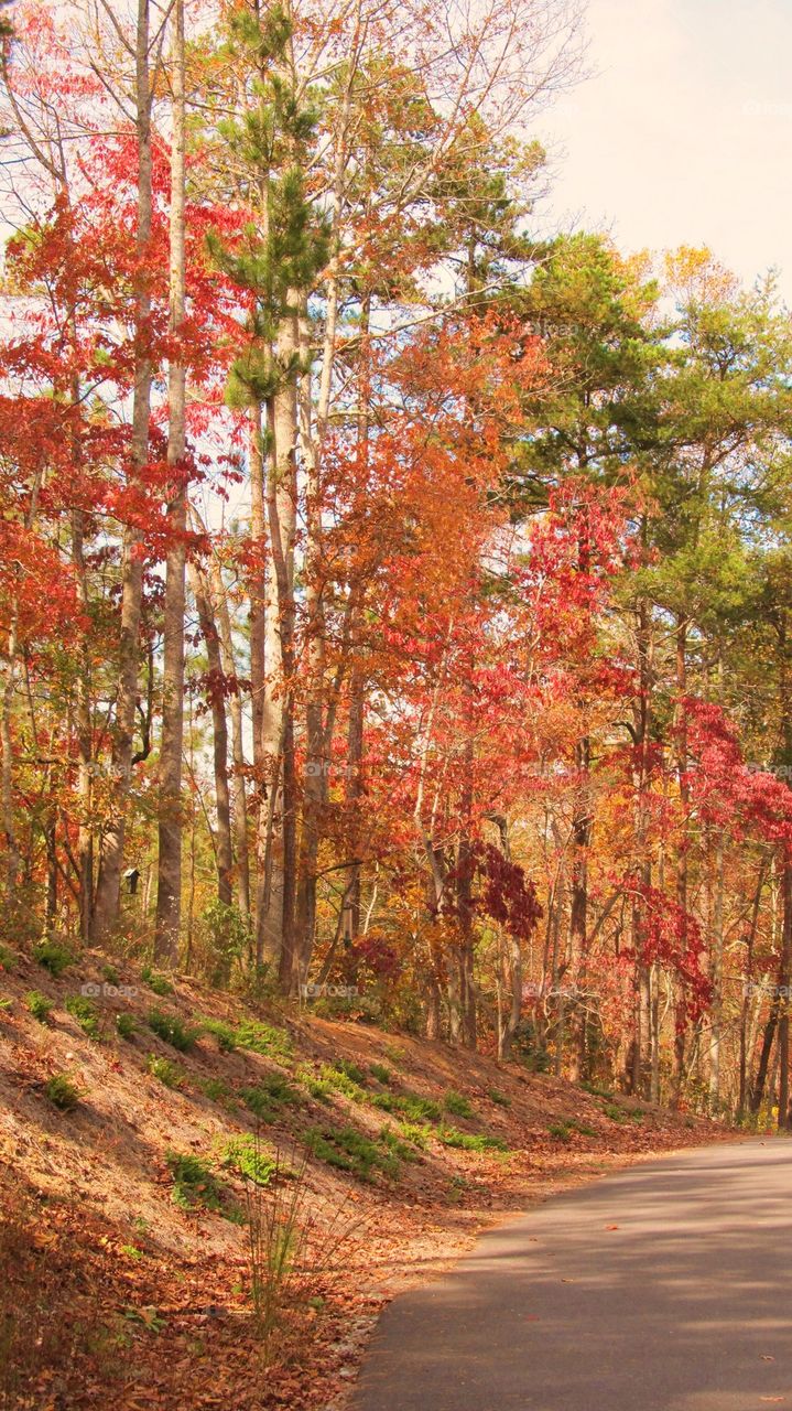 Fall colors mountain road