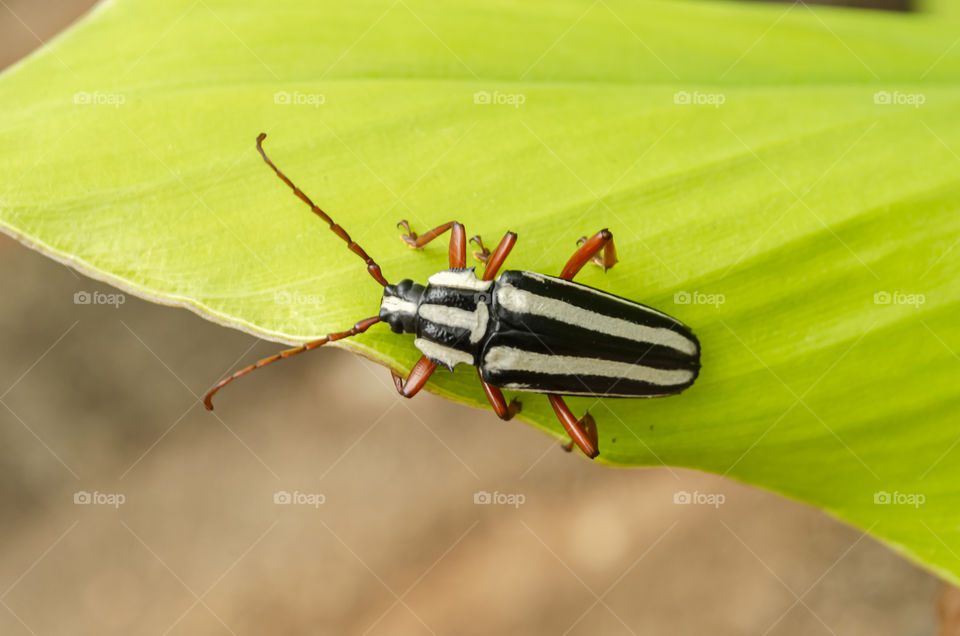 Back Of Striped Longhorn Beetle