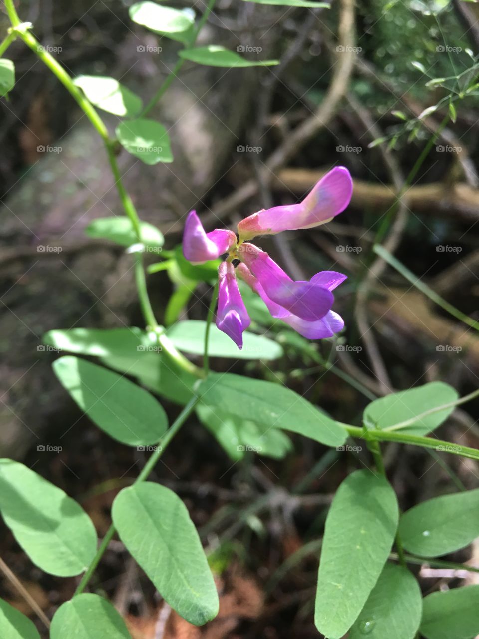 Nature, Leaf, Flower, Flora, Garden