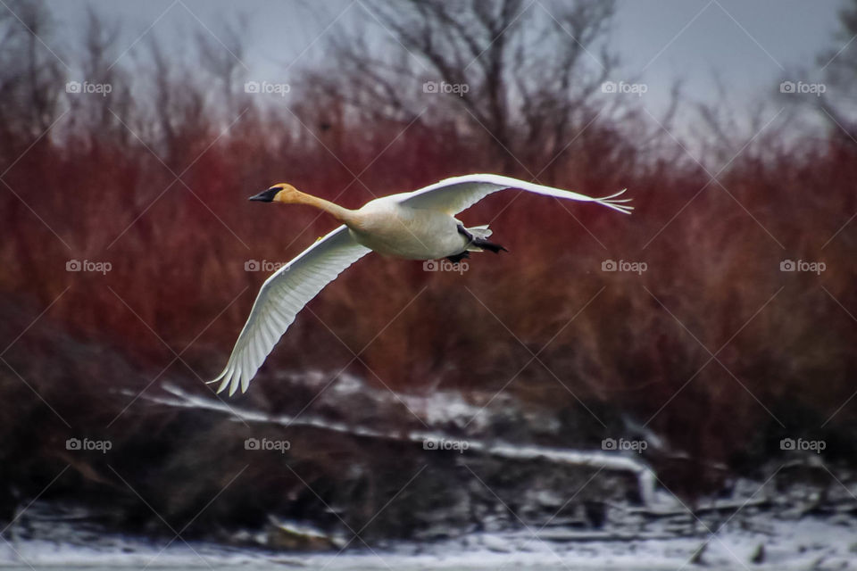 Flying trumpeter swan