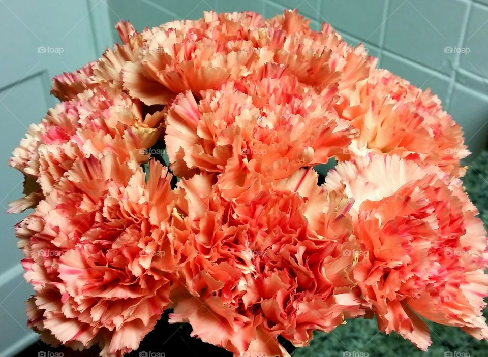 What in Carnation??!