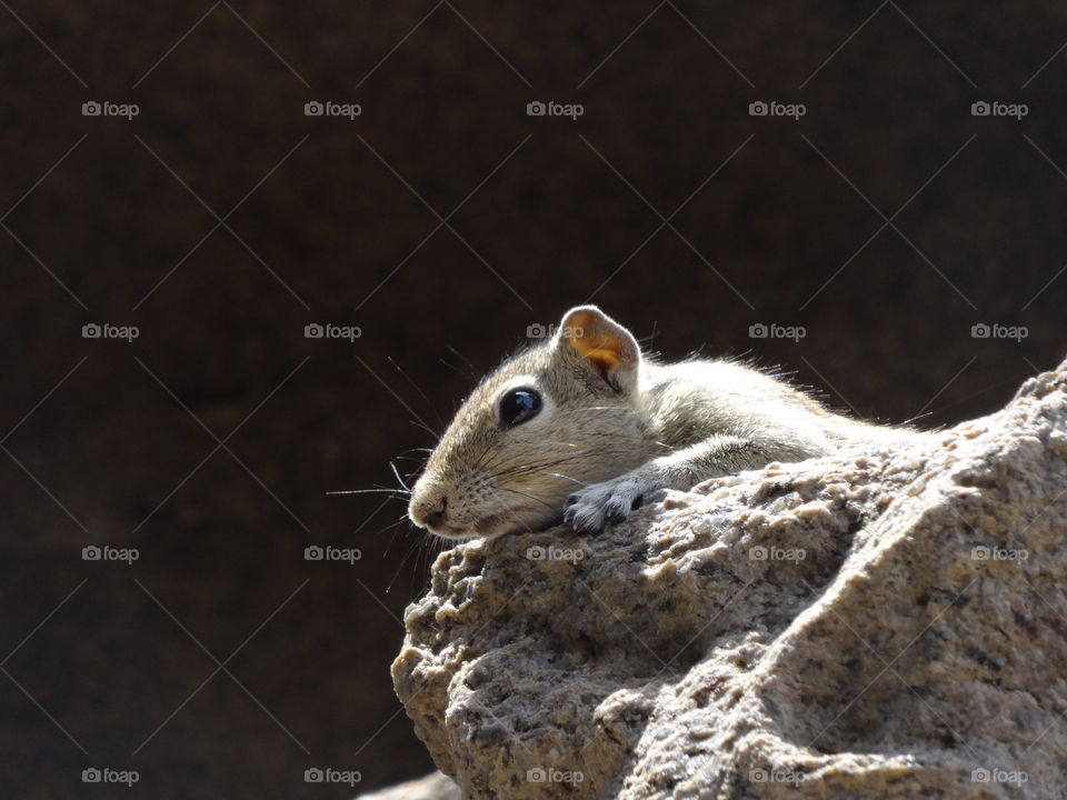 little mouse in India